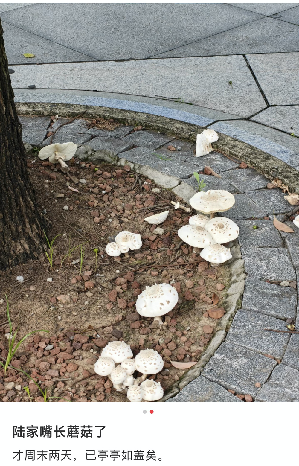 粘贴图片